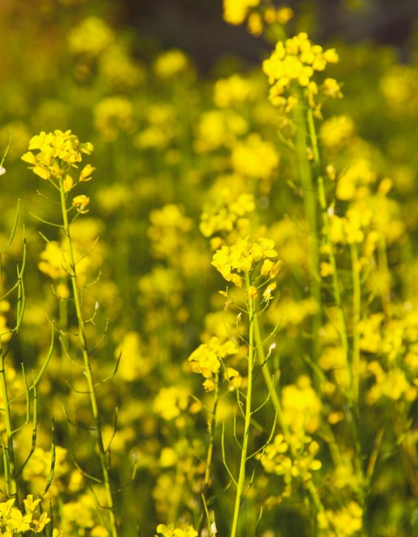 yellow-mustard-field-picture-id902522444